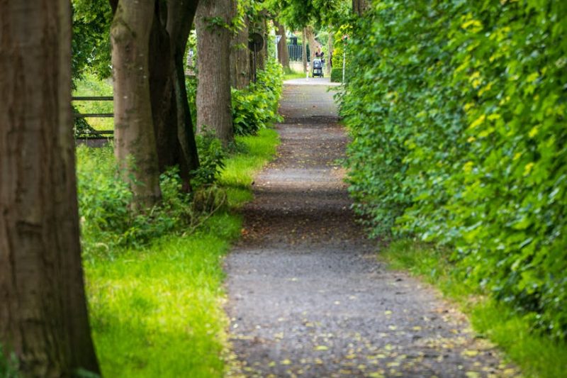 Ancient Oaks: Must-Visit Tree Trails for Nature Enthusiasts