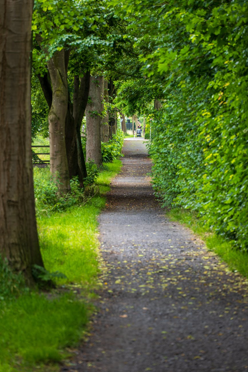 Scenic view of a tranquil tree-lined path in lush greenery during summer.