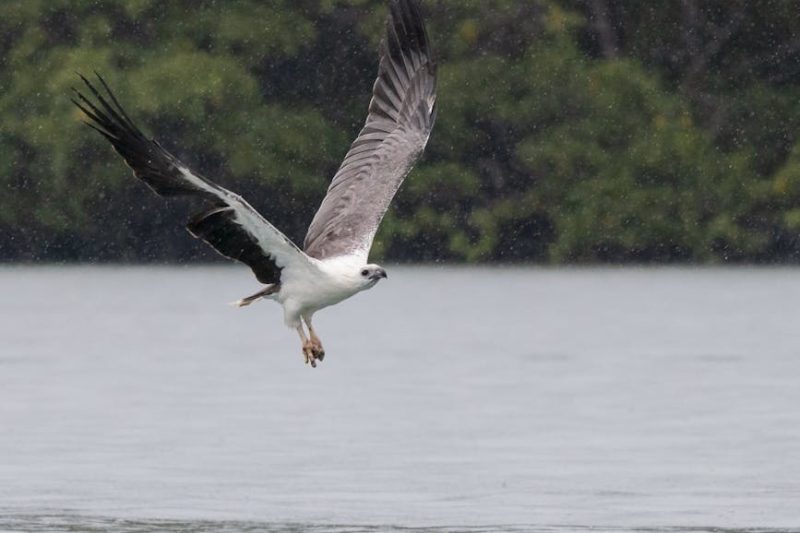 Osprey Watching Hotspots: Best Spots at Bassenthwaite Lake