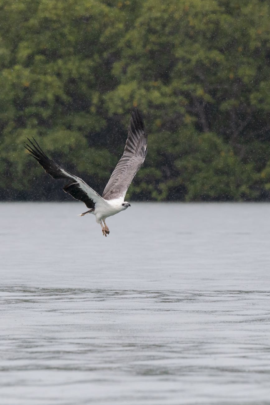 Osprey flying over Langkawi waters during rainfall, capturing the essence of nature's raw beauty.