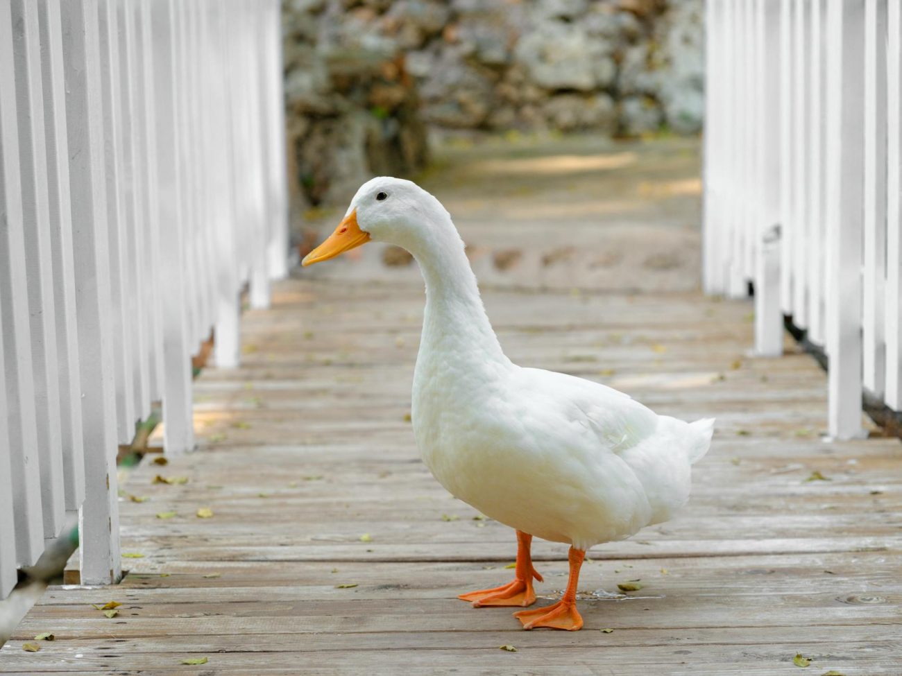 Charming white duck standing on a wooden footbridge in a serene park setting.