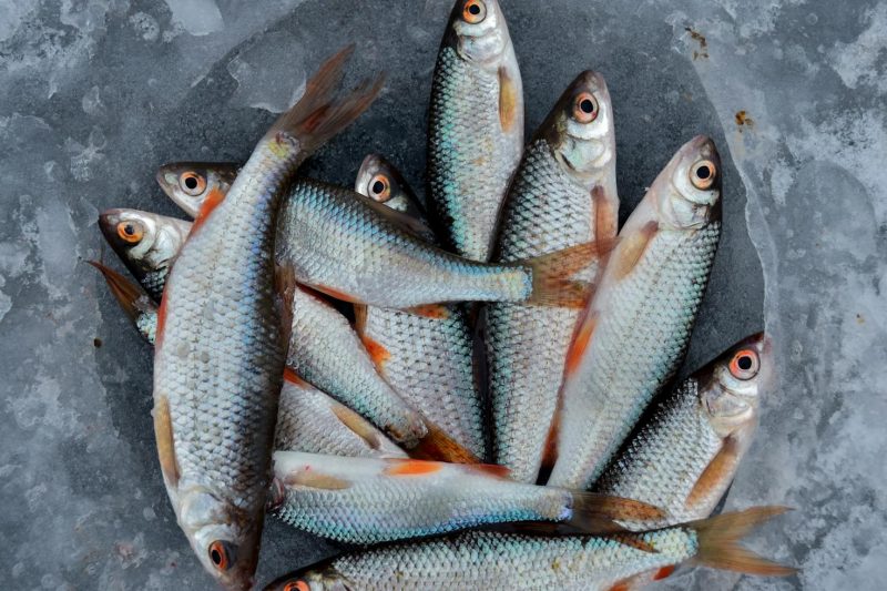 Wild Foraged Feasts: Discover the Best Dishes in Lake District