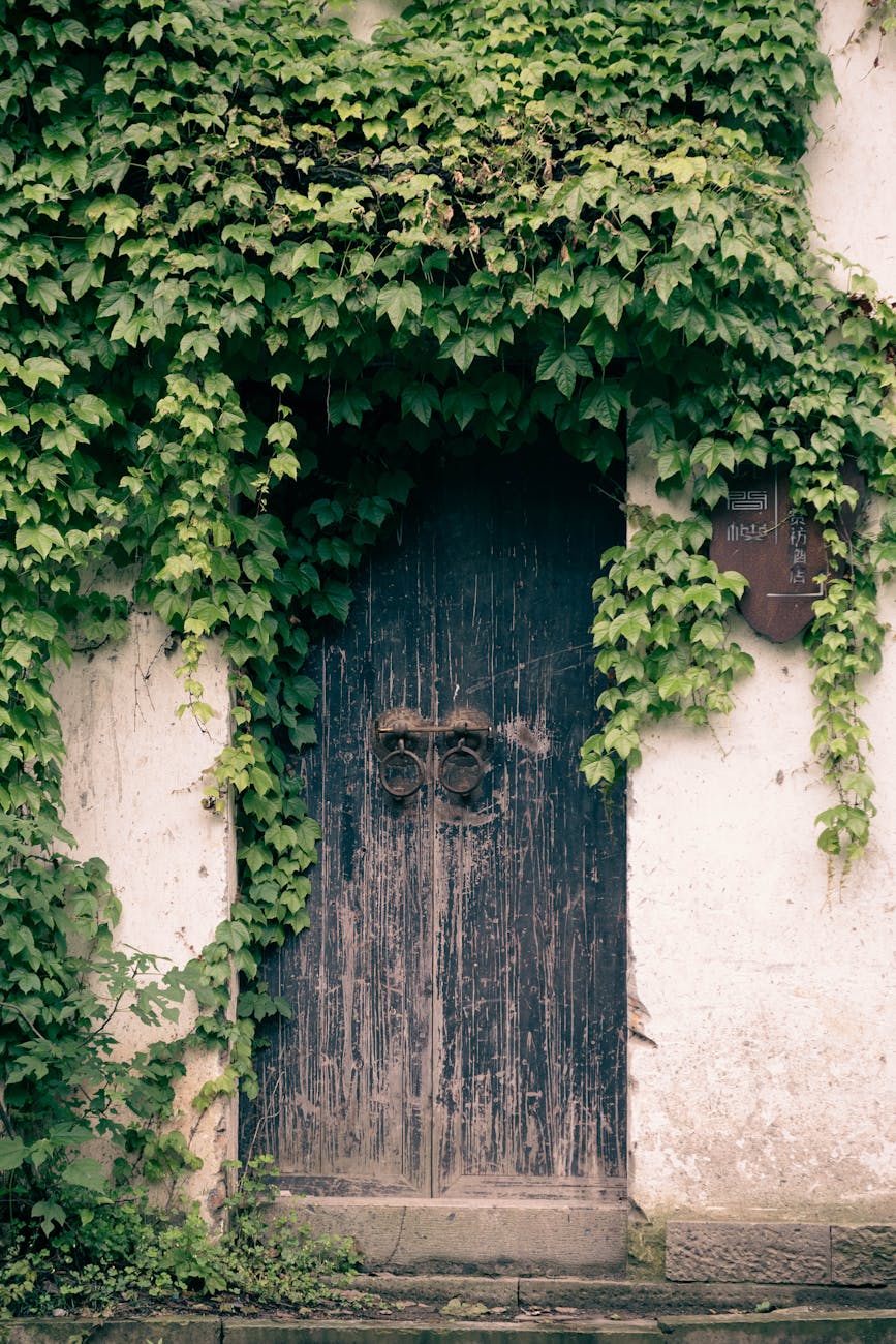 A rustic wooden door overgrown with lush ivy, conveying a vintage, earthy charm.