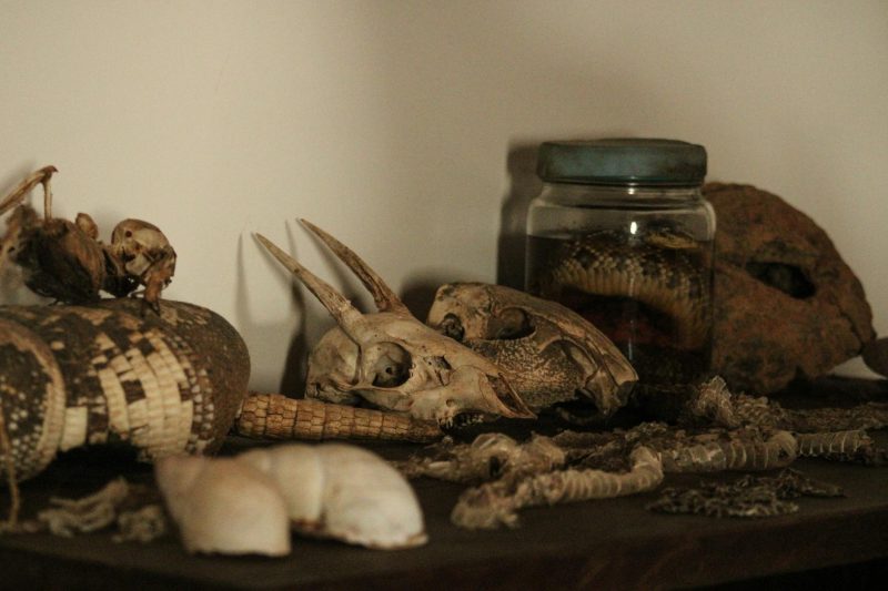 Pitt Rivers Museum: Uncover Anthropology Oddities in Oxford