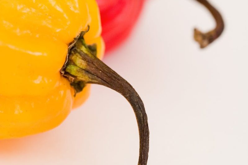 Plant-Based Revolution: Must-Try Vegan Menus in Bristol