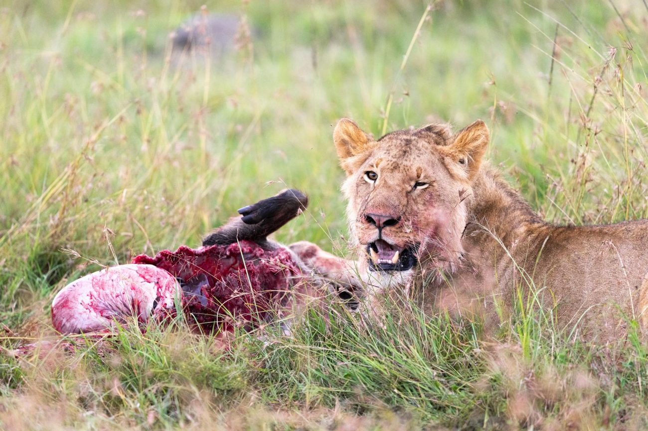Lion devouring its prey in the grasslands of Masai Mara, Kenya.