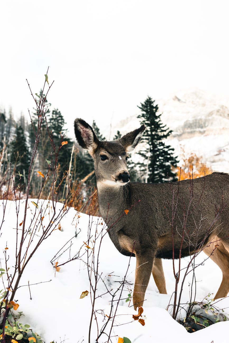 A wild deer stands in a snowy landscape surrounded by fall foliage in Waterton Park, Canada.